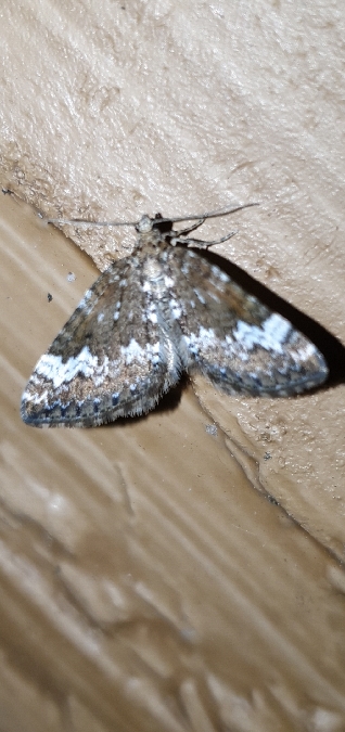 Perizoma alchemillata  - Melchior Viallet