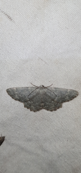 Charissa glaucinaria  - Melchior Viallet