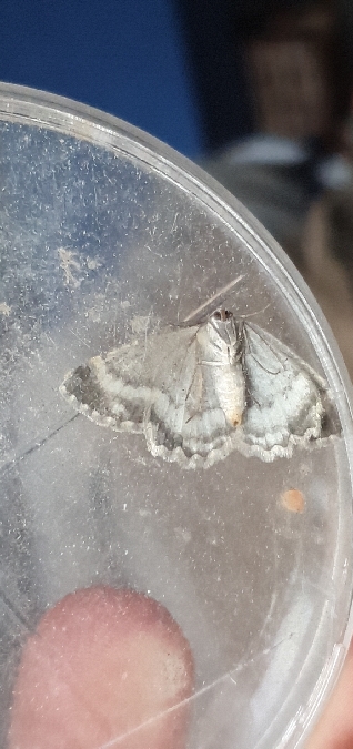Charissa glaucinaria  - Melchior Viallet