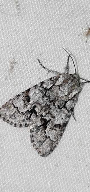 Acronicta menyanthidis  - Melchior Viallet