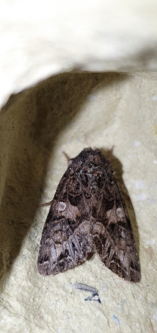 Hadula odontides  - Melchior Viallet
