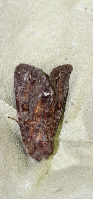 Ceramica pisi  - Melchior Viallet