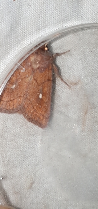 Mythimna conigera  - Melchior Viallet