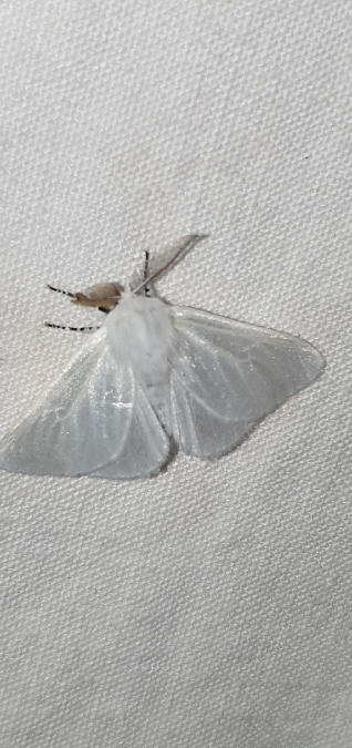 Bombyx du Saule  - Melchior Viallet