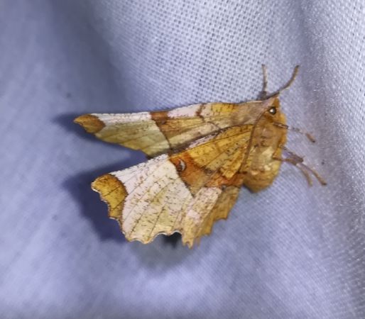 Selenia lunularia  - Thomas Lux