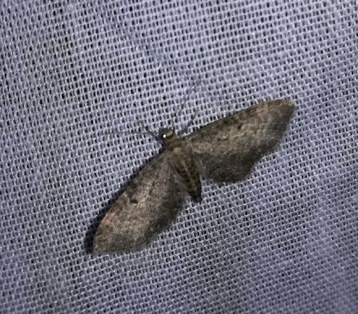 Eupithecia subfuscata  - Thomas Lux