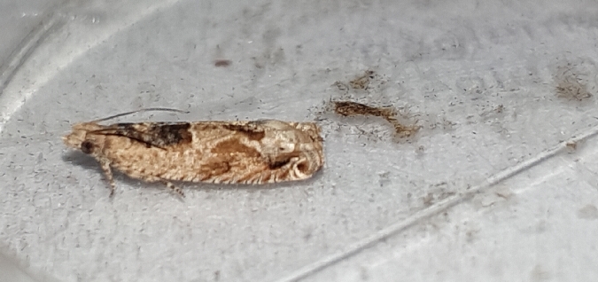 Crocidosema plebejana  - Melchior Viallet