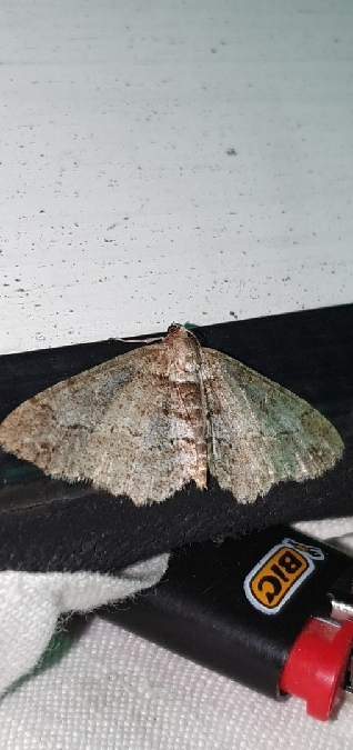 Paradarisa consonaria  - Melchior Viallet