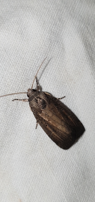 Proxenus hospes  - Melchior Viallet