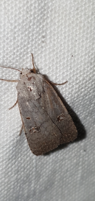 Caradrina kadenii  - Melchior Viallet