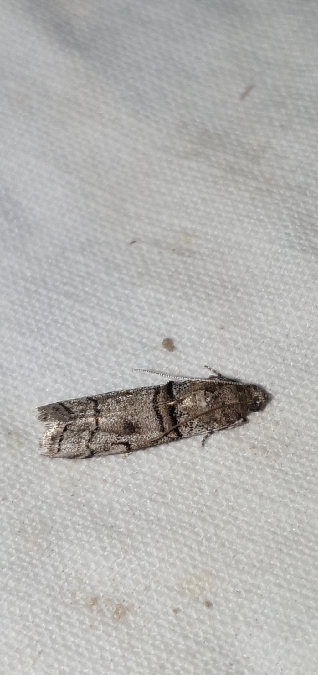 Acrobasis romanella  - Melchior Viallet