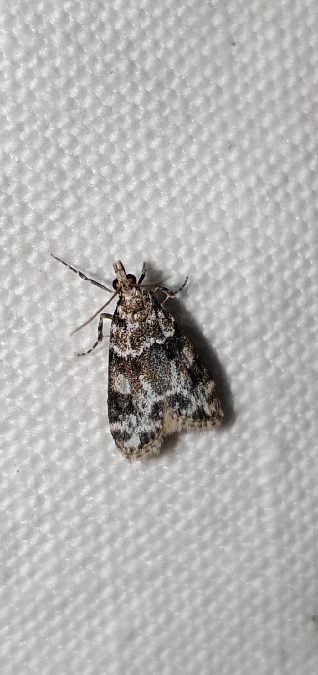 Eudonia delunella  - Melchior Viallet