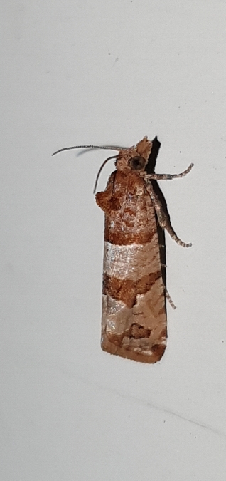 Lobesia indusiana  - Melchior Viallet
