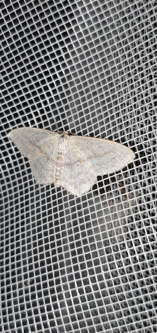 Scopula nigropunctata  - Melchior Viallet