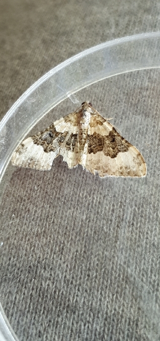 Epirrhoe galiata  - Melchior Viallet