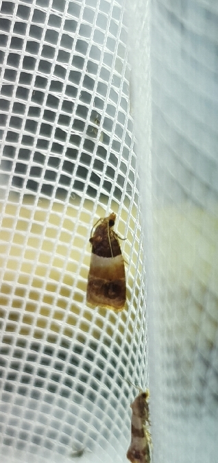 Epinotia festivana  - Melchior Viallet