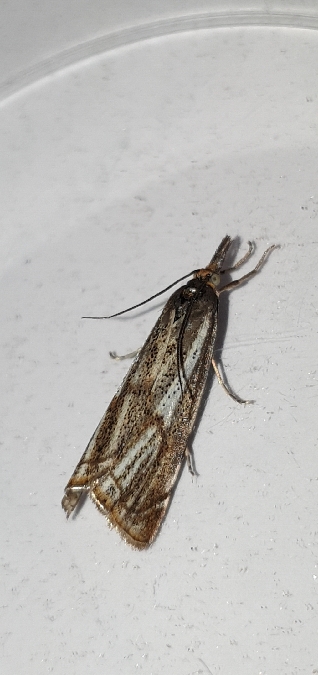 Crambus des champs  - Melchior Viallet