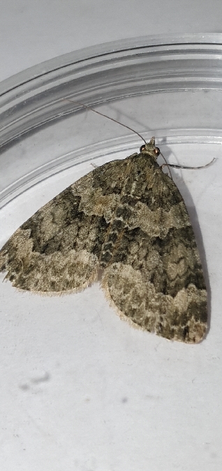 Chloroclysta miata  - Melchior Viallet