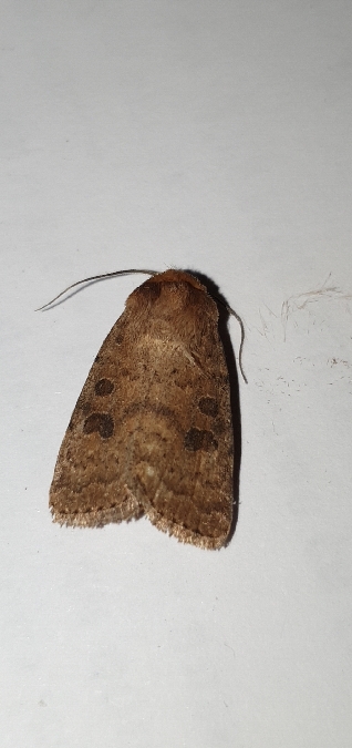 Hoplodrina octogenaria  - Melchior Viallet