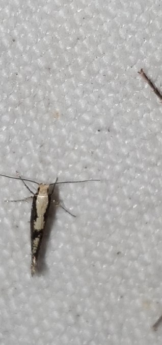 Argyresthia conjugella  - Melchior Viallet