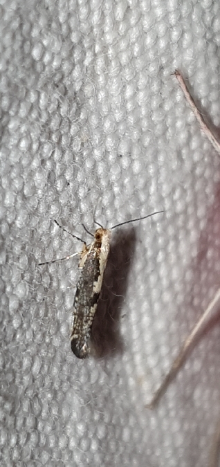 Argyresthia conjugella  - Melchior Viallet