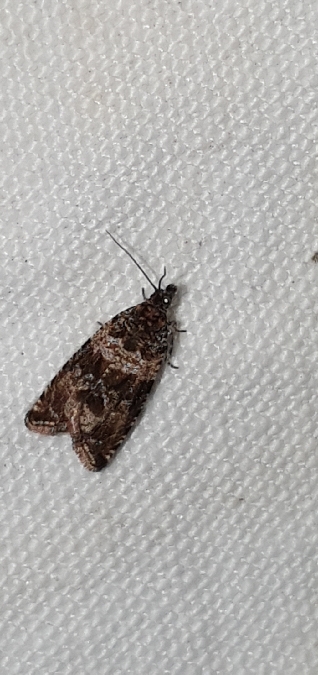 Syricoris rivulana  - Melchior Viallet