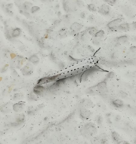 Yponomeuta sp.  - Thomas Lux