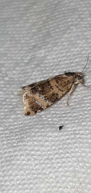 Phiaris metallicana  - Melchior Viallet