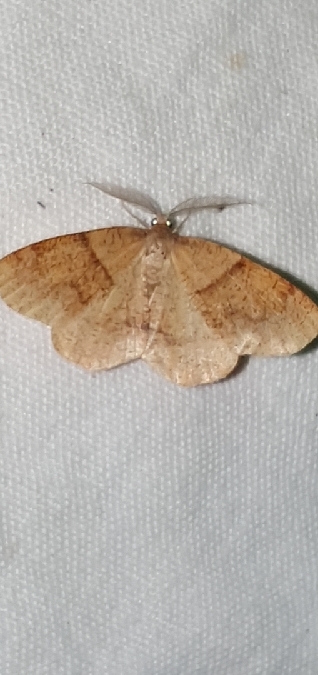 Plagodis pulveraria  - Melchior Viallet