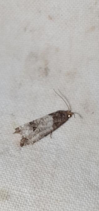 Notocelia roborana  - Melchior Viallet