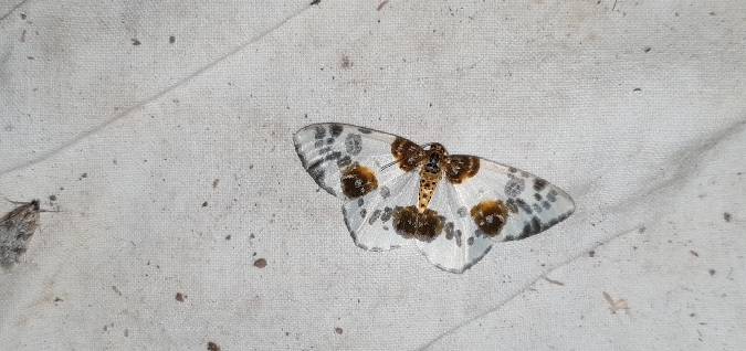 Abraxas sylvata  - Melchior Viallet