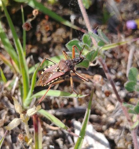 Rhynocoris erythropus 