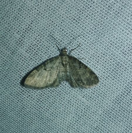 Eupithecia subfuscata 