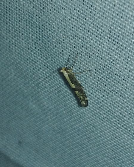 Argyresthia conjugella 
