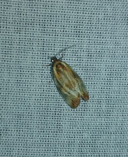 Eulia ministrana 