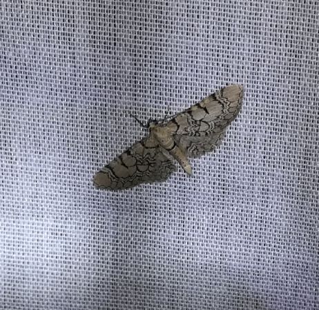 Eupithecia venosata  - Thomas Lux