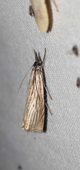 Crambus des jardins  - Melchior Viallet