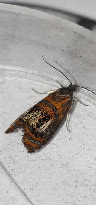 Olethreutes arcuella  - Melchior Viallet