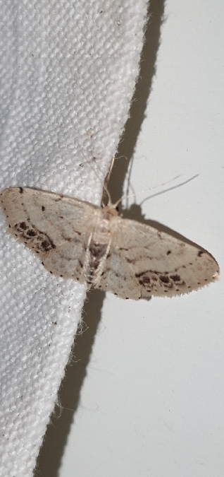 Acidalie écussonnée  - Melchior Viallet