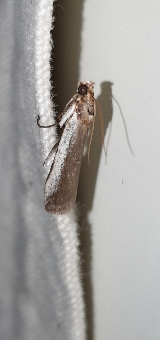 Denticera divisella  - Melchior Viallet