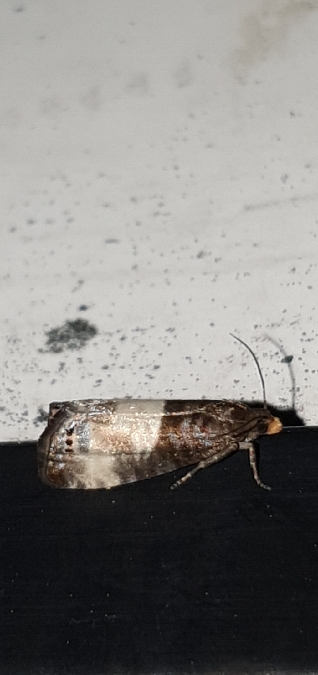 Notocelia cynosbatella  - Melchior Viallet