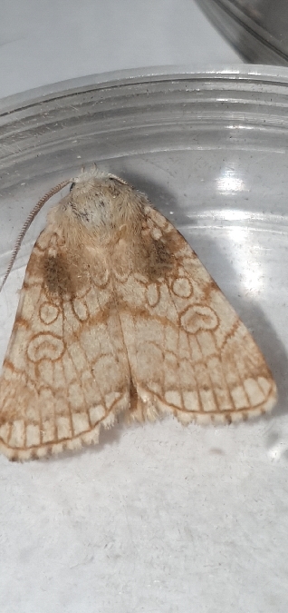 Dicycla oo  - Melchior Viallet