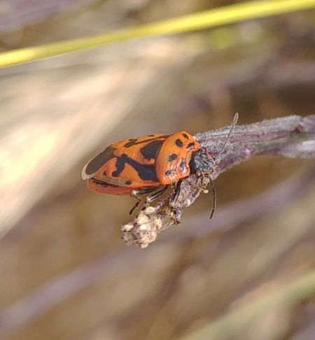 Eurydema ornata 