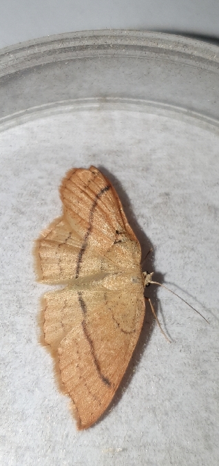 Cyclophora linearia  - Melchior Viallet