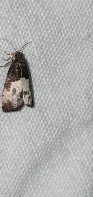 Notocelia cynosbatella  - Melchior Viallet