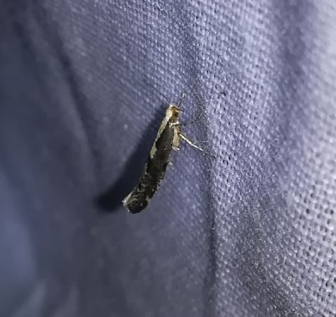 Argyresthia conjugella  - Thomas Lux