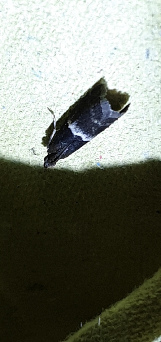 Elegia similella  - Melchior Viallet