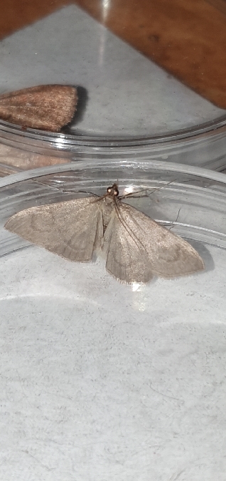 Anania fuscalis  - Melchior Viallet
