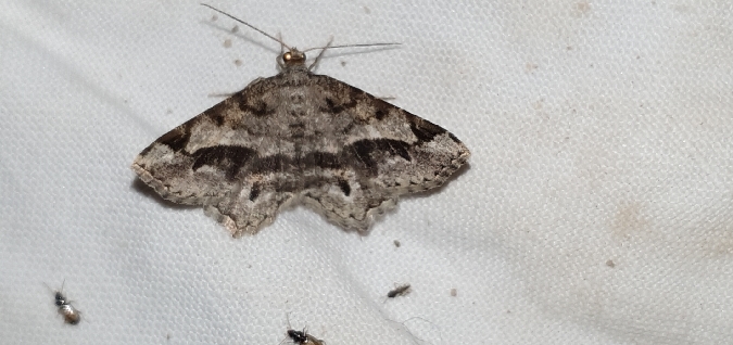 Philobie du tamaris  - Melchior Viallet