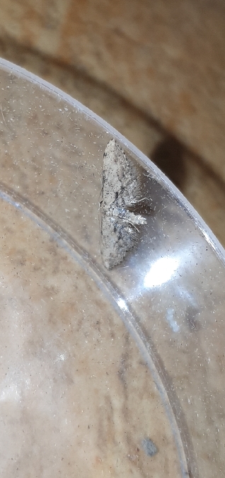 Idaea efflorata  - Melchior Viallet